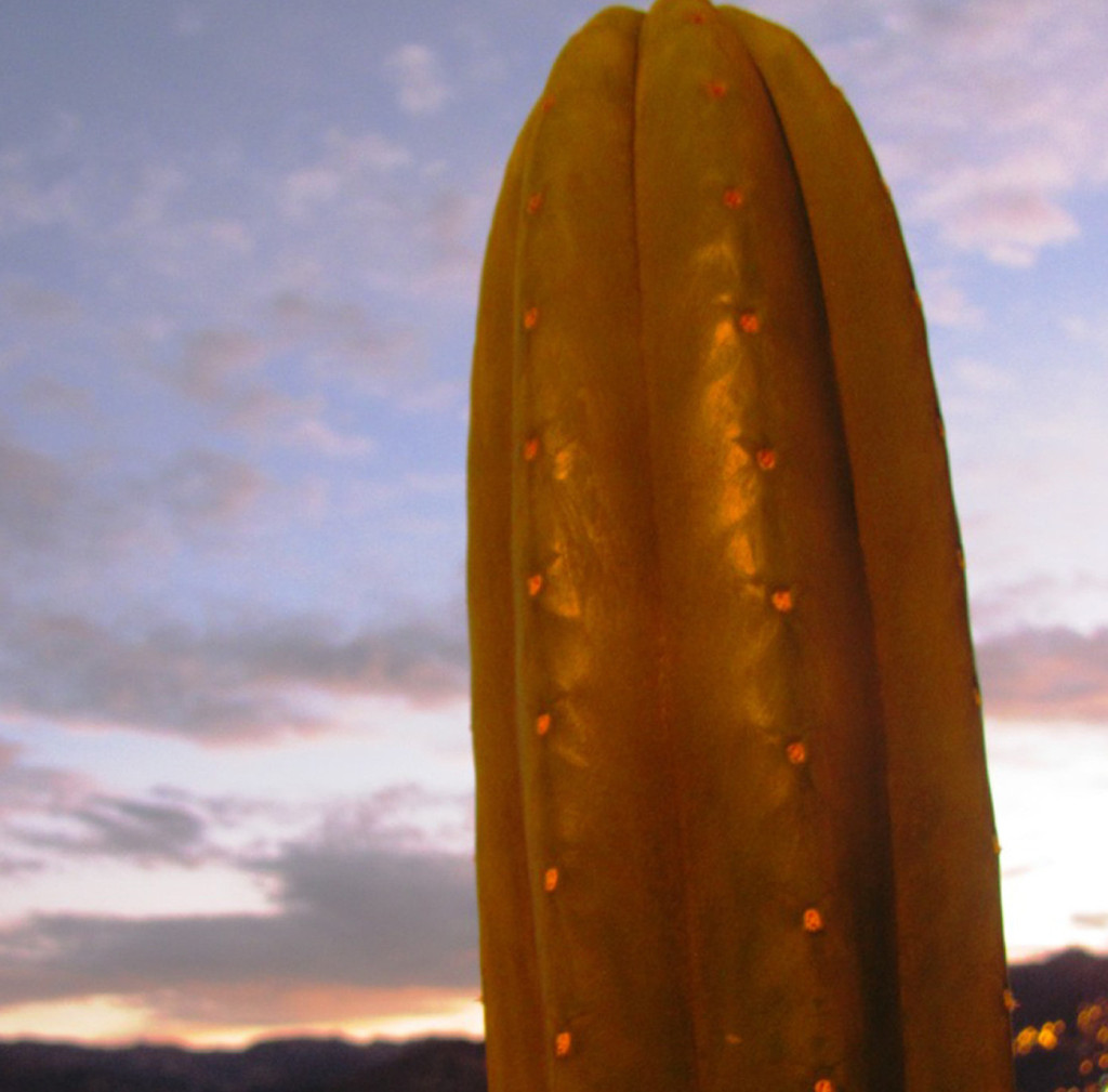 O San Pedro - ou Wachuma - é usado nos Andes há mais de 3 mil anos
