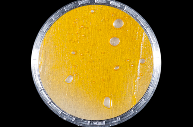 IndicaConcentrate2