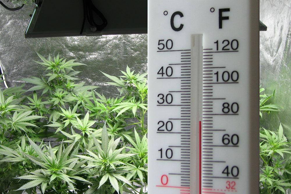 temperatura_inverno+cannabis