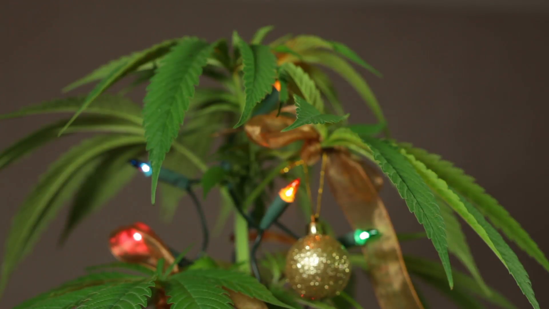 Árvores de Natal inspiradas em pés de maconha fazem sucesso nos EUA |  Maryjuana